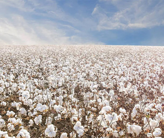10 Reasons to Choose American-Made Organic Cotton Pillows