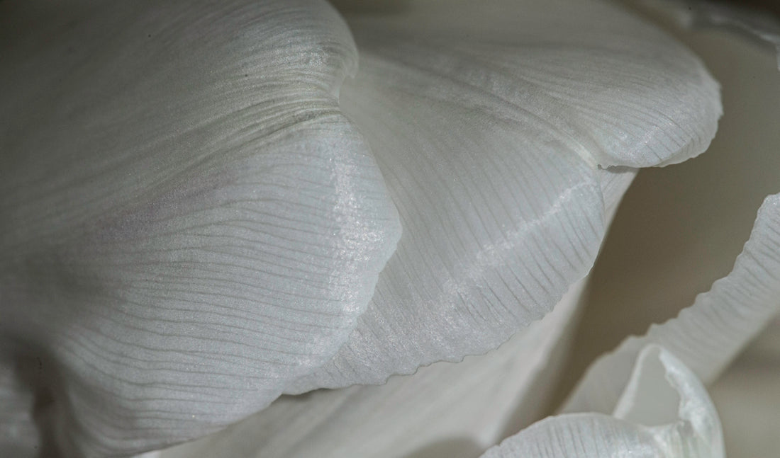 a close-up of a white fungus