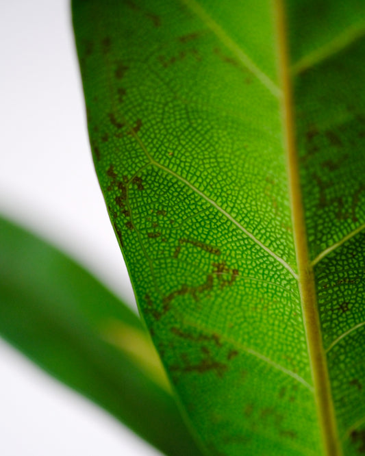 a close up of a green leaf with brown spots