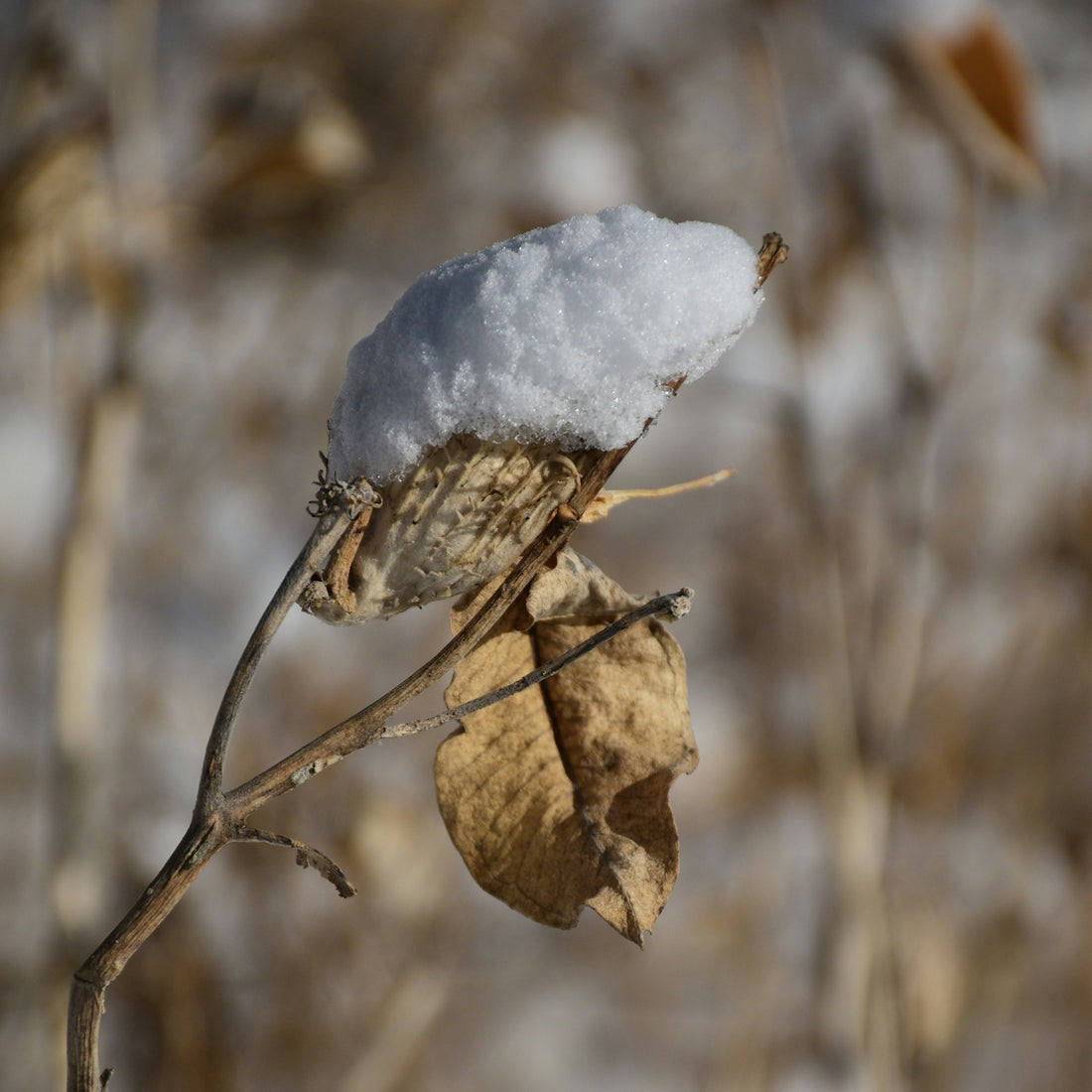a leaf with snow on it sitting on a branch