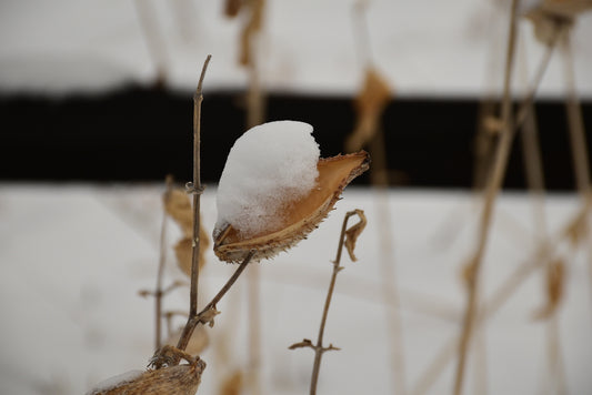 a close up of a plant with snow on it
