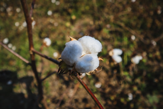 a close up of a cotton plant with a blurry background