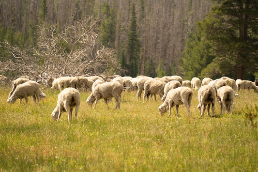 A herd of sheep grazing on a lush green field