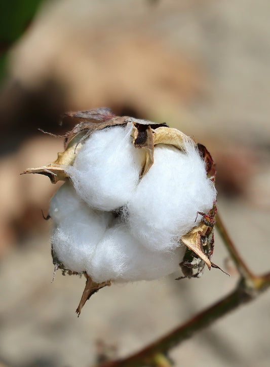 A close up of a cotton plant with a blurry background