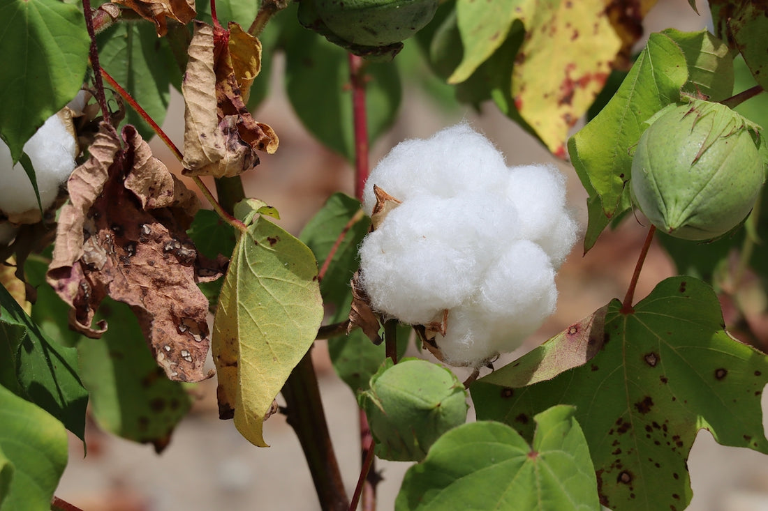 A cotton plant with green leaves and brown leaves