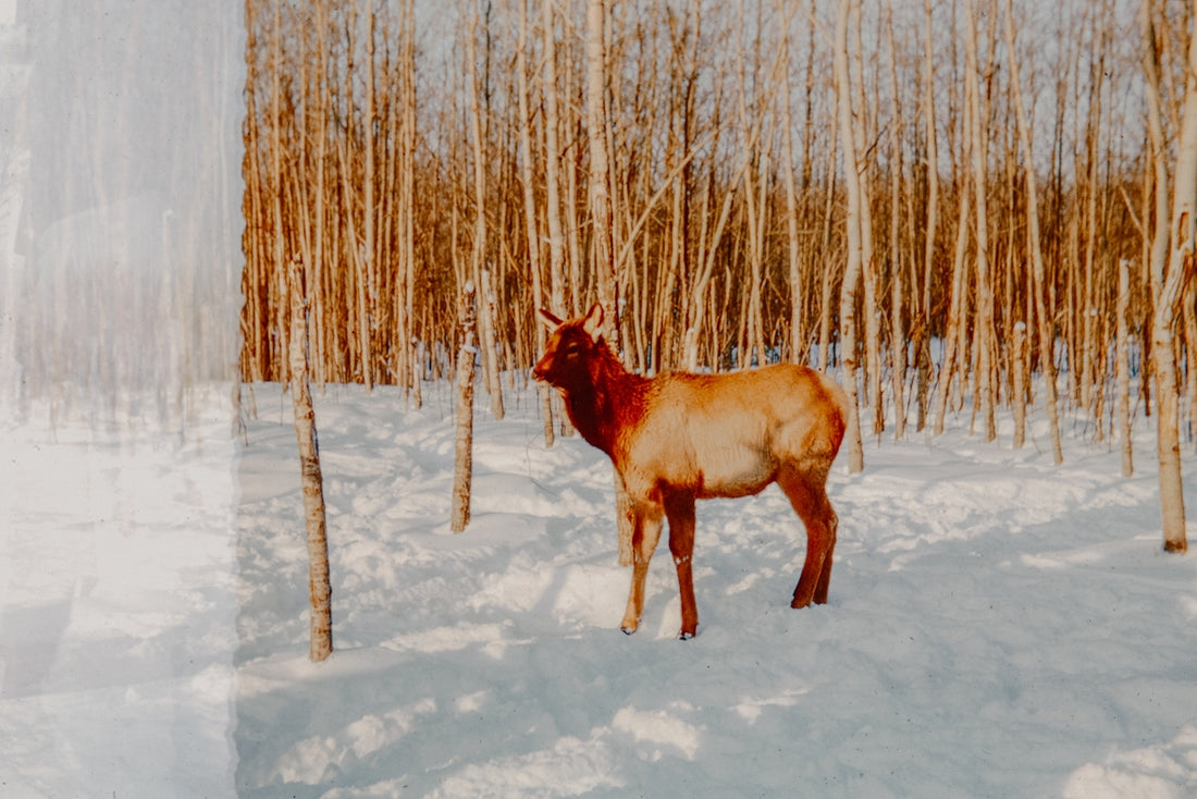 A horse standing in the middle of a snowy forest