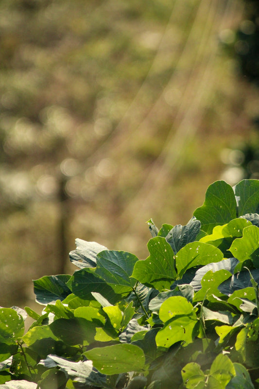 A bird sitting on top of a green bush