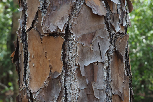 The close-up shows a textured pine tree bark.