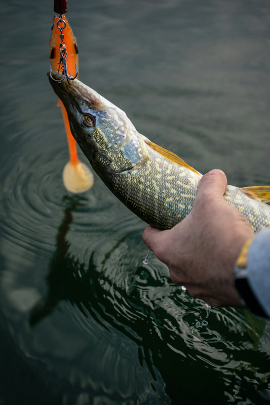 Fisherman holding a freshly caught pike with lure
